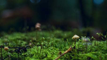 Moss macro photo wallpaper