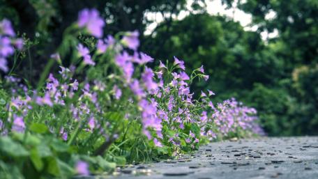 Flowery walkway wallpaper