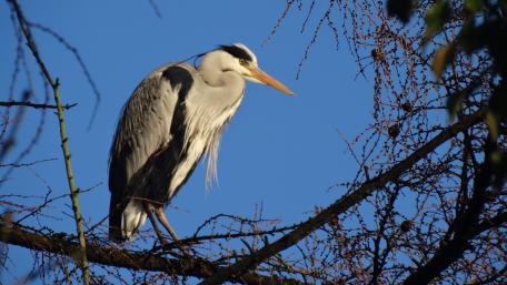 Majestic Great Blue Heron Perched in Nature's Serenity wallpaper