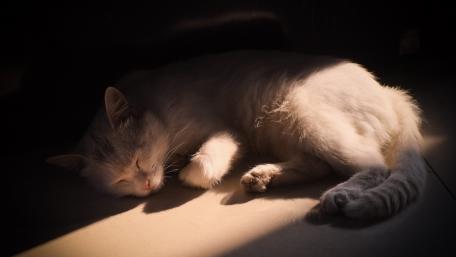 Dreamy Cat in Soft Light Sleeping Calmly wallpaper