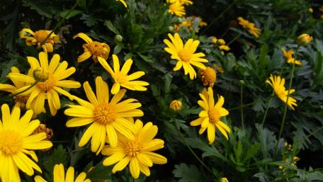 Yellow flowers wallpaper
