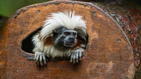 Cotton-top tamarin wallpaper