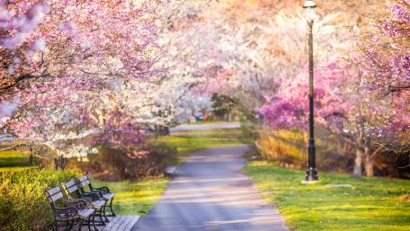 Cherry blossom wallpaper