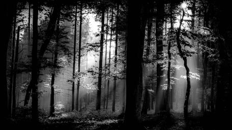 Monochrom Woodland wallpaper