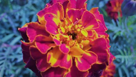 Vibrant Marigold Blooms in Nepal wallpaper