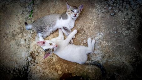 Lovely Kittens wallpaper