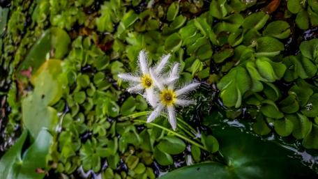 Wild water born flowers wallpaper