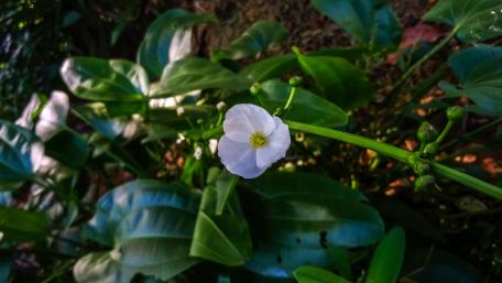 Wild water born flowers sri lanka wallpaper