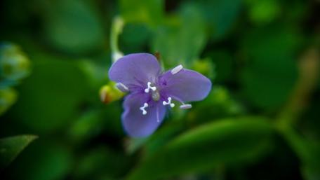 Wild flowers Sri Lanka wallpaper
