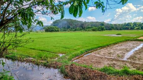 Growing Paddy Fields wallpaper