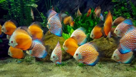 "Discuss" the ornamental fish wallpaper