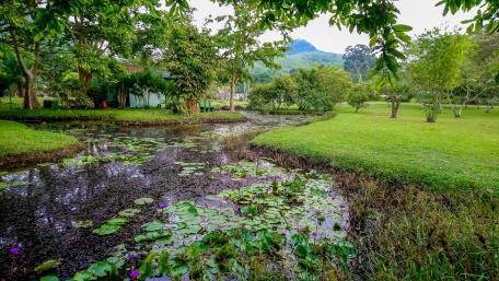 Seethawaka Wet Zone Botanical Garden wallpaper
