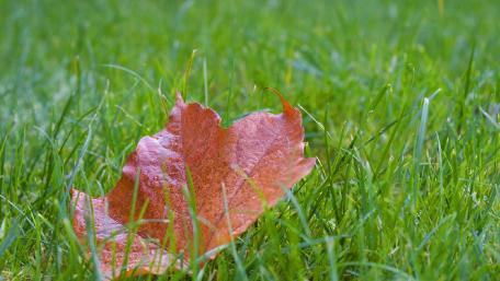 Ground leaf wallpaper