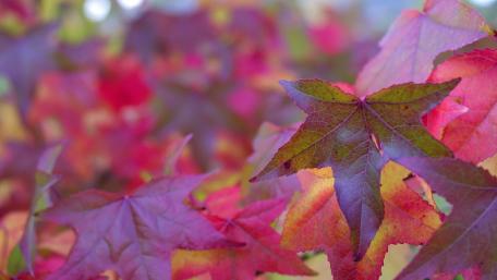 Autumn colors wallpaper