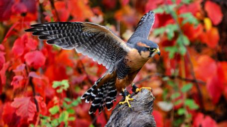 Aplomado falcon wallpaper
