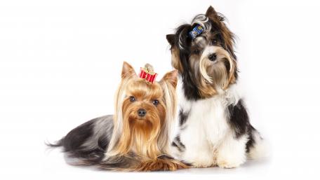 Cute Yorkies wallpaper