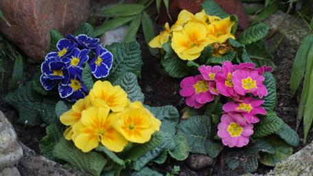 Vibrant Blooms of Spring in Full Colorful Glory wallpaper
