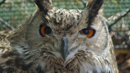 Majestic Owl Staring in Detail wallpaper