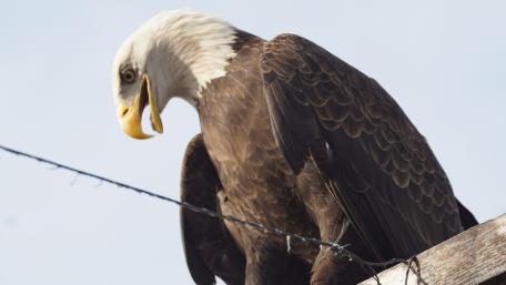 Majestic Eagle Perched Above Ground wallpaper