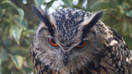 Majestic Owl with Intense Gaze wallpaper