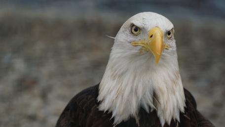 Majestic Bald Eagle in Focus wallpaper