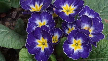 Vibrant Purple Primroses in Bloom wallpaper