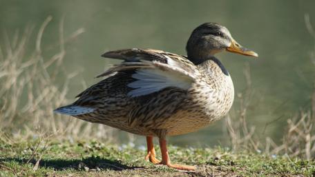 Elegant Mallard Duck by the Water's Edge wallpaper