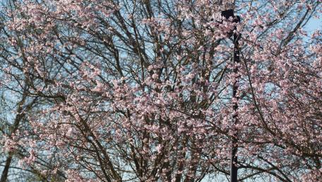 Blooming Cherry Blossoms in Spring Sunshine wallpaper