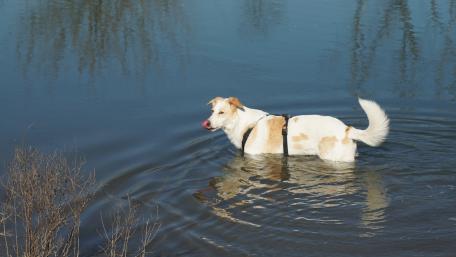 Playful Dog Enjoying Water Adventure wallpaper