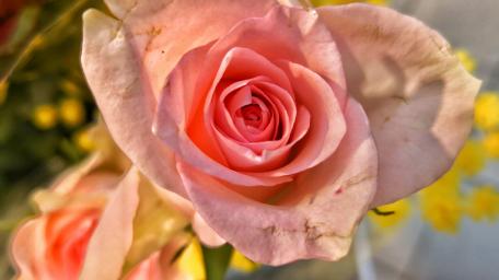 Delicate Pink Rose in Bloom wallpaper