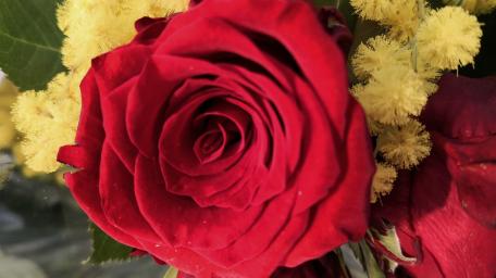 Vibrant Red Roses with Yellow Accents wallpaper