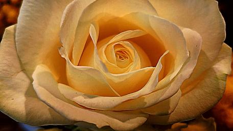 Elegant Cream Rose Wallpaper wallpaper