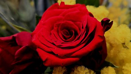 Vibrant Red Rose Surrounded by Bright Blooms wallpaper