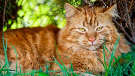 Beautiful red cat wallpaper