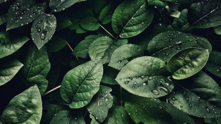 Green leaves wallpaper