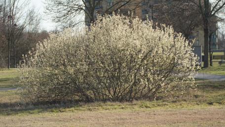 Blooming Bush in Spring Sunshine wallpaper