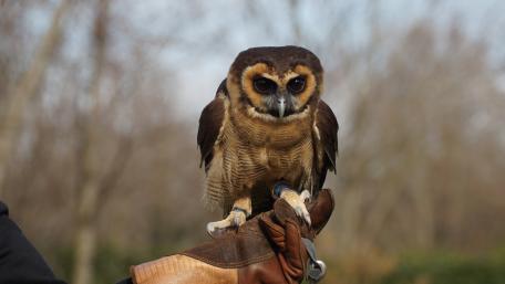 Majestic Owl Perched on a Gloved Hand wallpaper