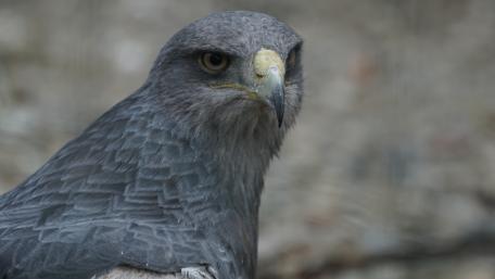 Bird of prey wallpaper