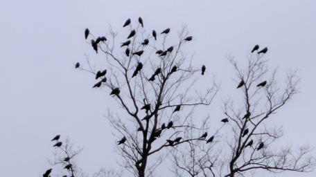 Silent Gathering of Crows in the Gray Sky wallpaper