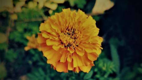 Sayepatri flower as local name of nepal wallpaper