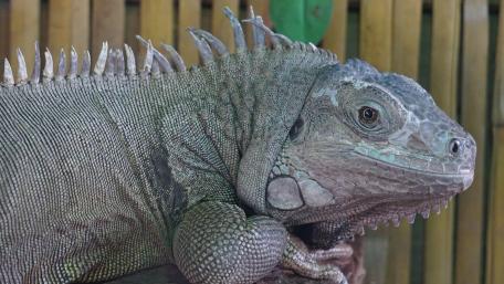 Majestic Green Iguana Close-Up Wallpaper wallpaper