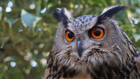 Majestic Owl With Striking Orange Eyes wallpaper
