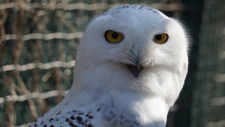 Majestic Snowy Owl in Close-Up View wallpaper
