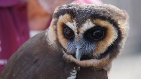 Majestic Owl in Stunning Detail wallpaper