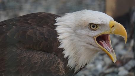 Majestic Bald Eagle in Full Display wallpaper