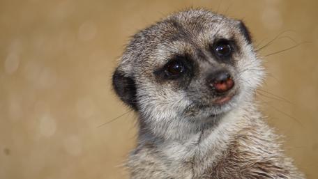 Curious Meerkat Captured in Detail wallpaper