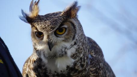 Majestic Owl in Natural Habitat wallpaper