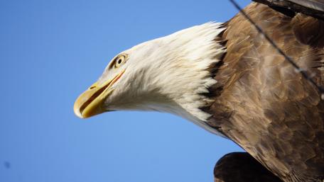Majestic Bald Eagle in Clear Blue Sky wallpaper