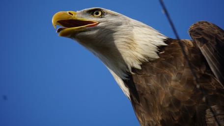 Majestic Bald Eagle in Clear Blue Sky wallpaper
