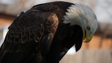 Majestic Bald Eagle in Detail wallpaper